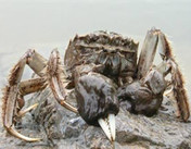阳澄湖区域大闸蟹的养殖是个艰巨的过程