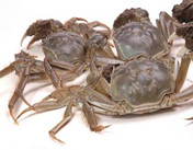 大闸蟹—横行天下的美食