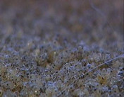 巴仙阳澄湖区域大闸蟹讲述：大闸蟹如何发育和孕育